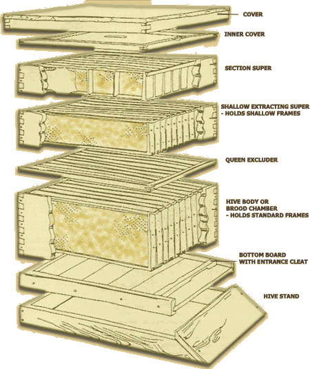 hive consists of a boxes that have neither a top or bottom. The box 